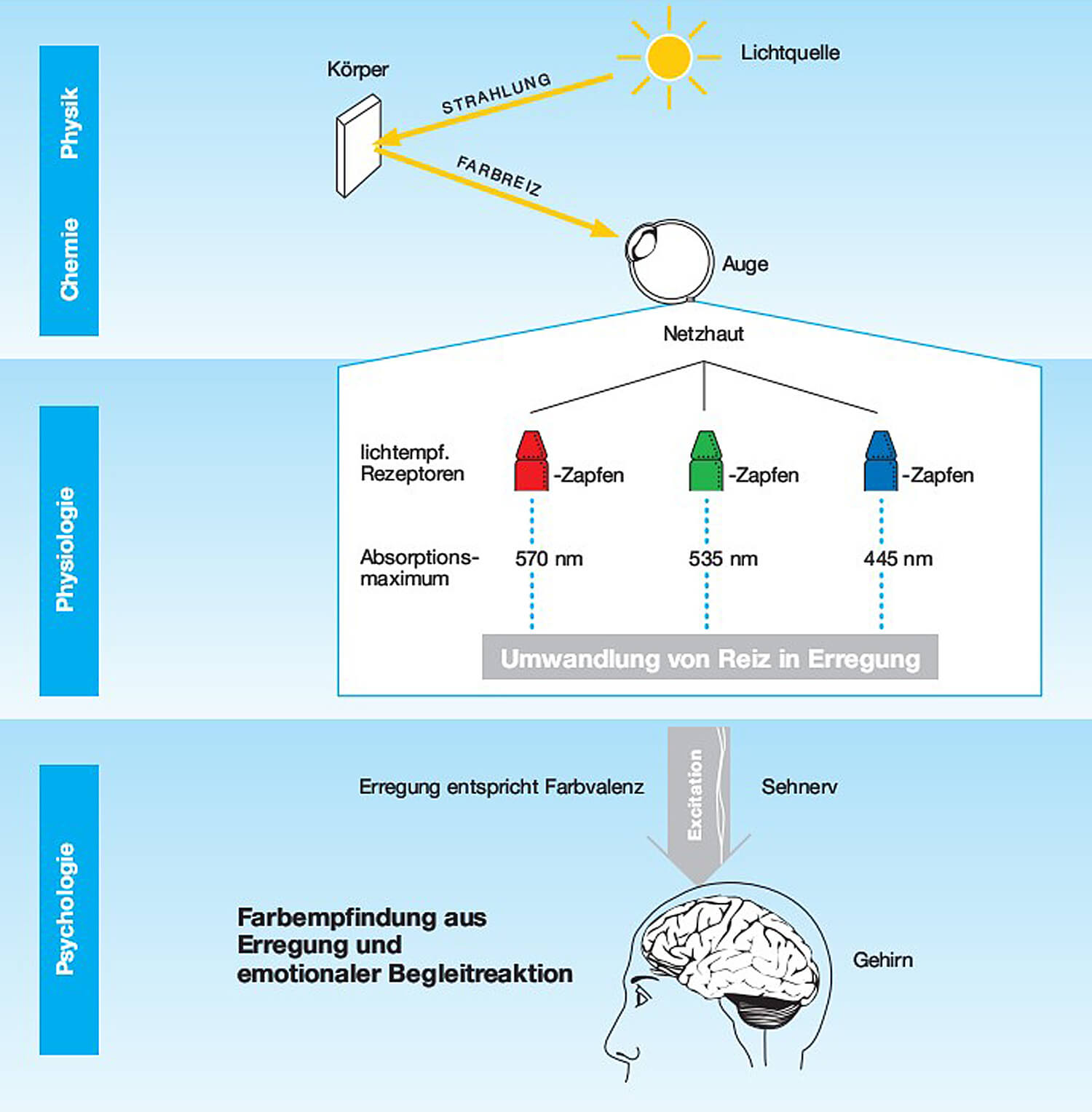 Bild 1: Sehen als physikalisch-biologischer Vorgang in der Übersicht. Quelle: Hubergroup