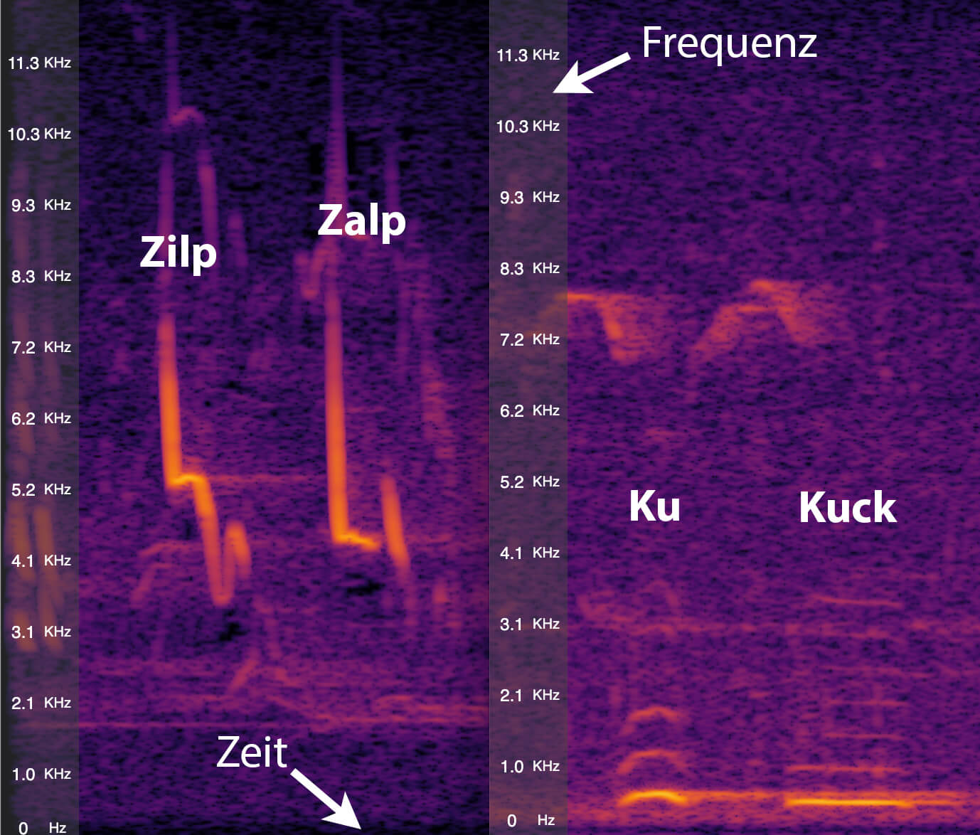 Bild 2: Spektrum Kuckuck und Zilp-Zalp