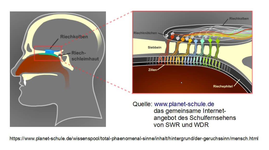 Bild 5: Die Nase ist ein hoch entwickeltes selektives Detektionsorgan für Gerüche (flüchtige organische Verbindungen).