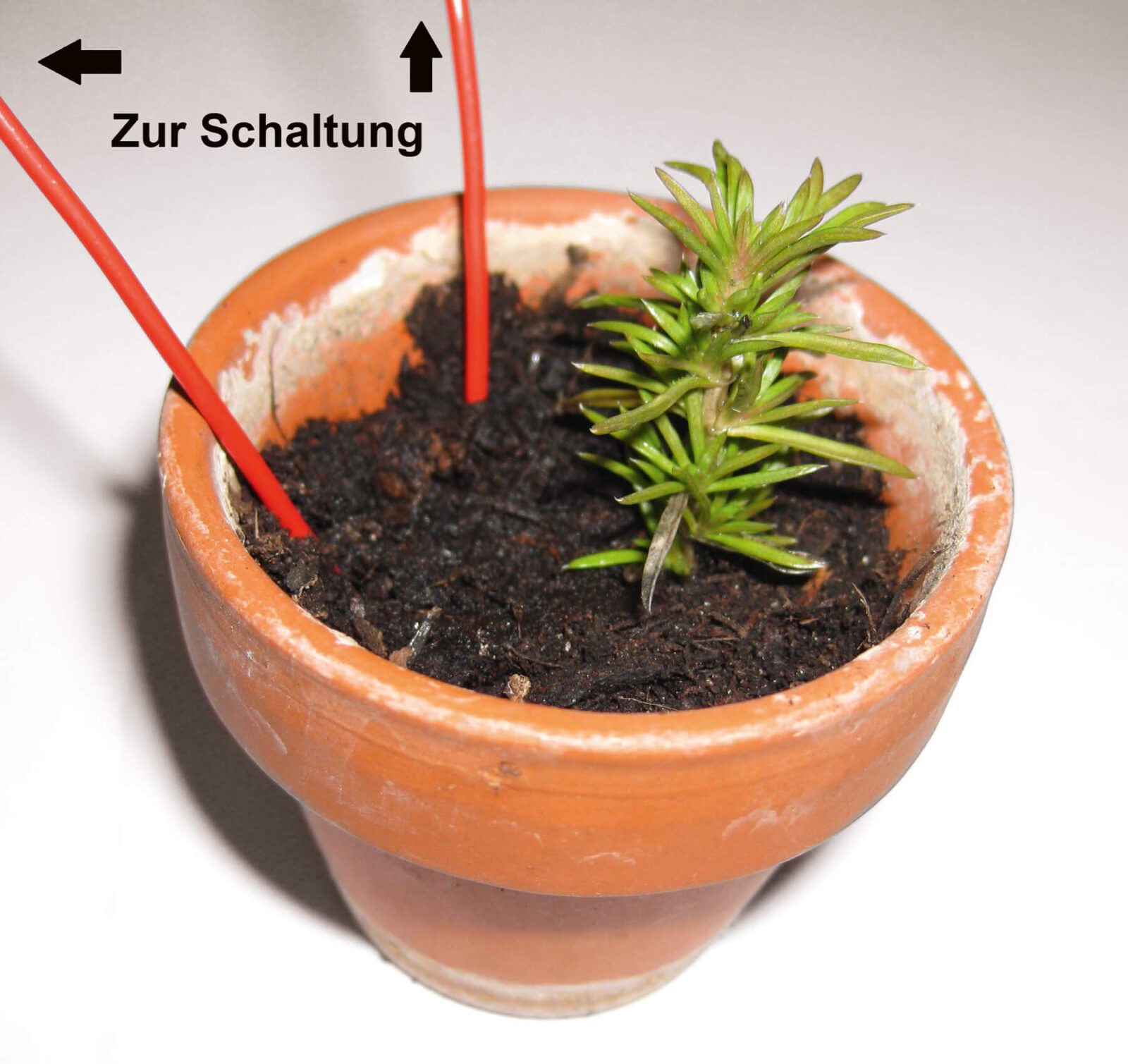 Bild 5: Blumenwächter