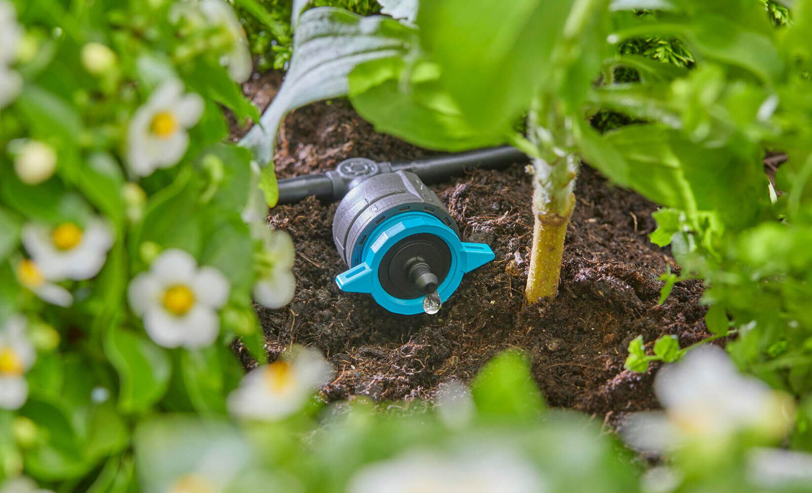 Direkt an die Wurzel statt auf die Blätter: Ein Tropfer des Gardena Micro Drip Systems versorgt jede Pflanze im Beet gezielt mit genau der Wassermenge, die sie braucht. (Quelle/Foto: Gardena)