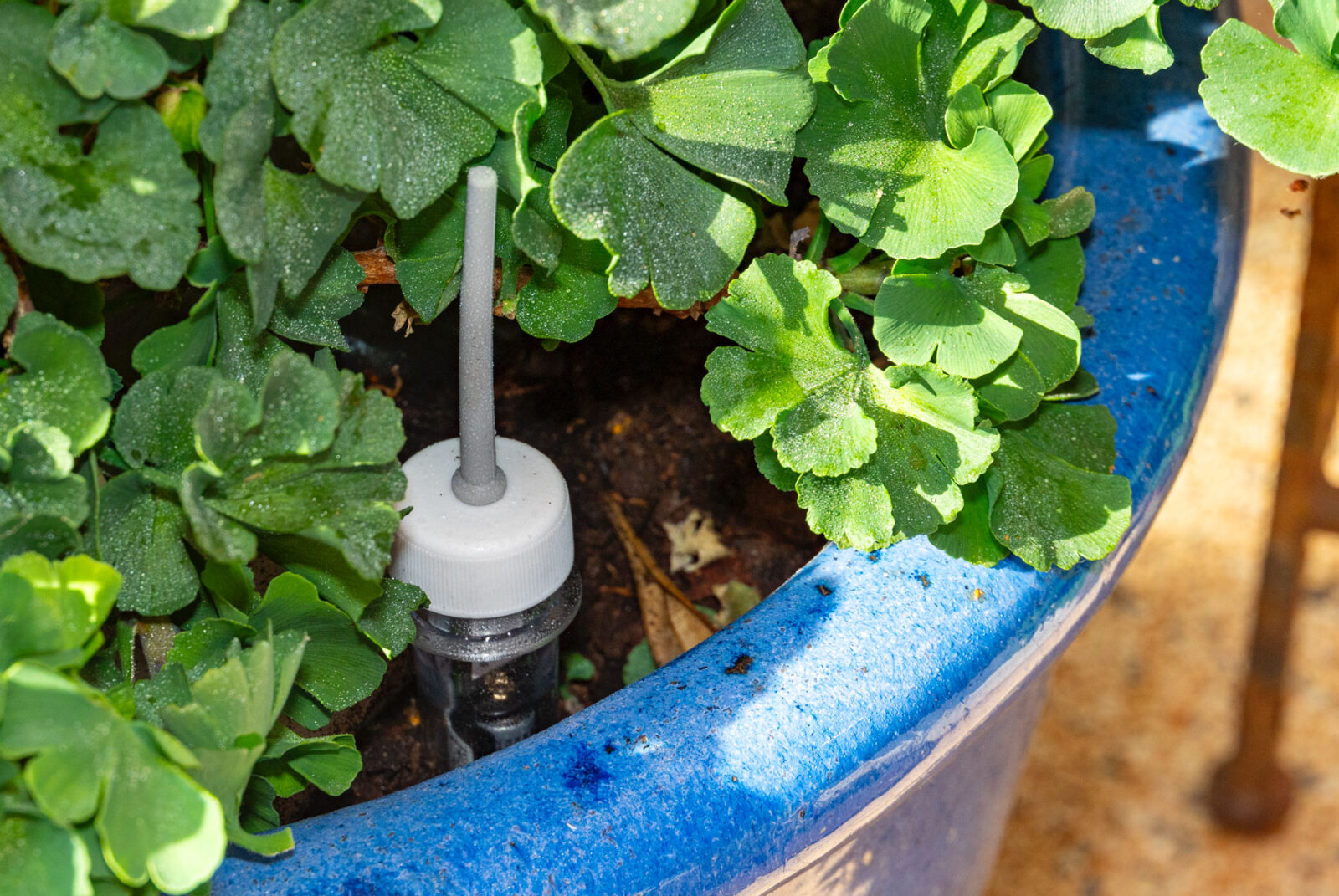 Bild 6: Sympathischer Begleiter von Blumen und Beeten