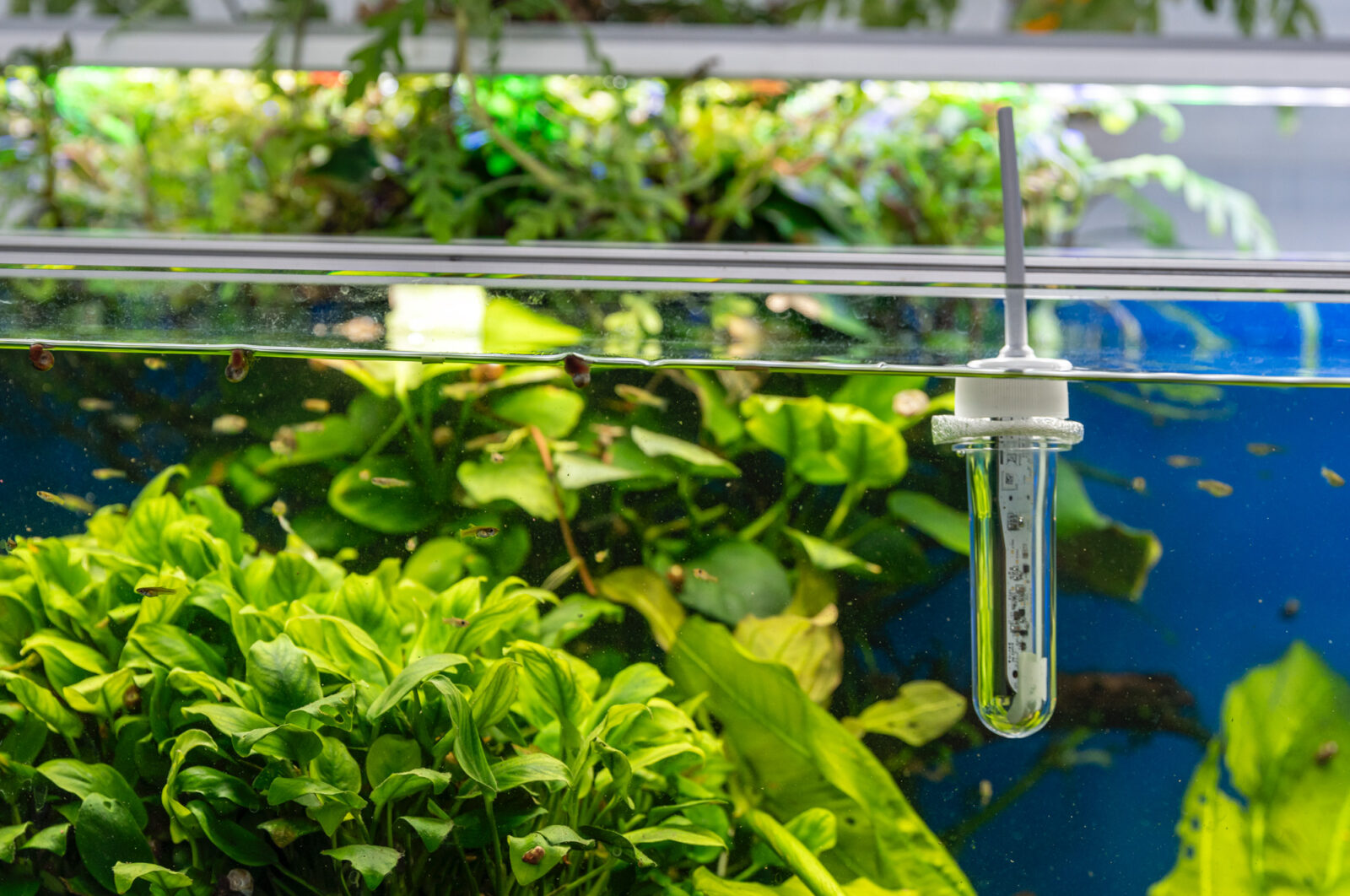 Bild 8: ... oder auch im Aquarium